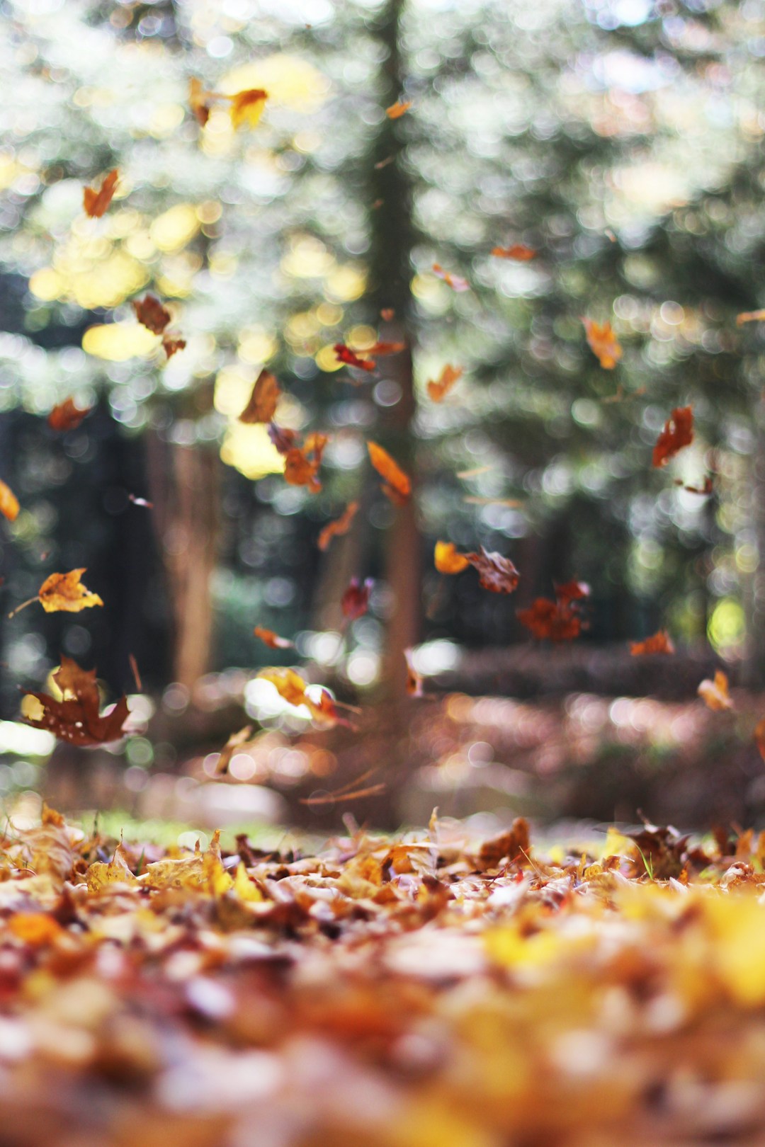 The Ultimate Guide to Crafting Perfect Autumn Cocktails